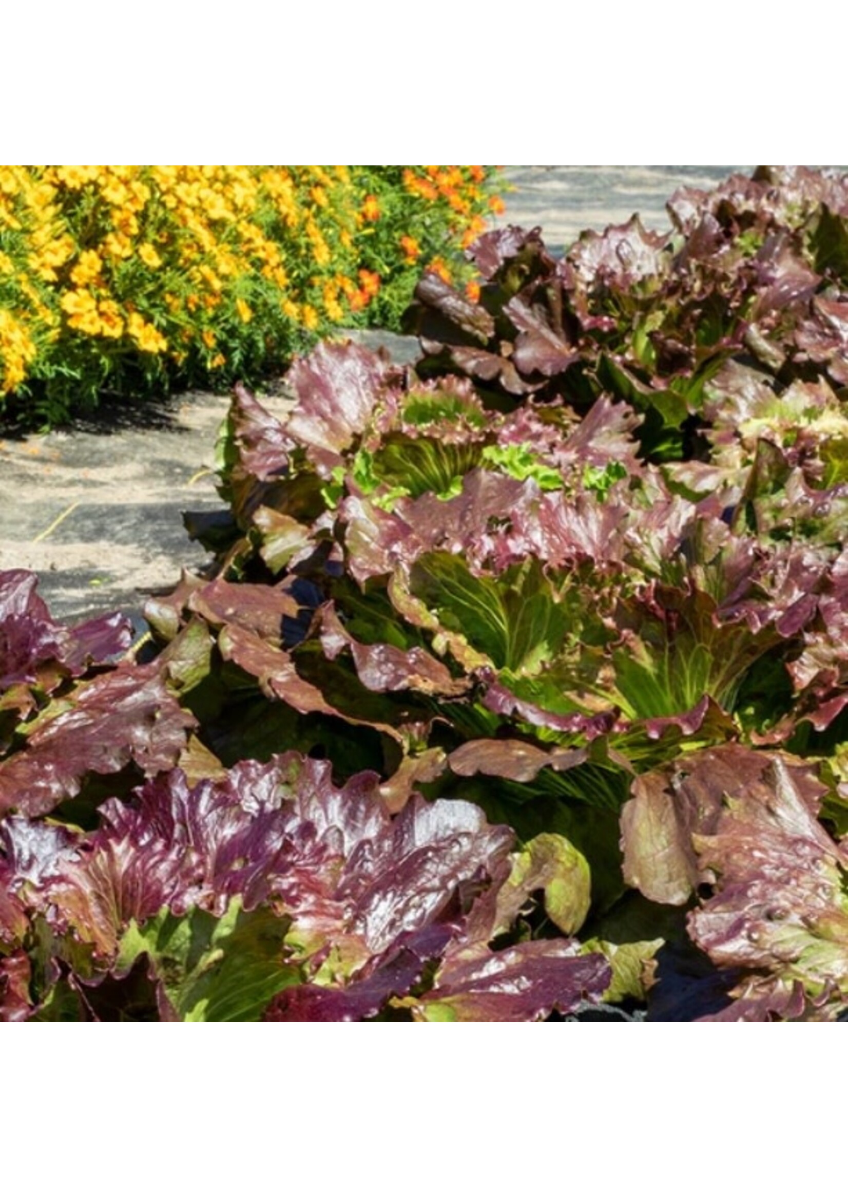 WestCoast Seeds Lettuce Red Iceberg
