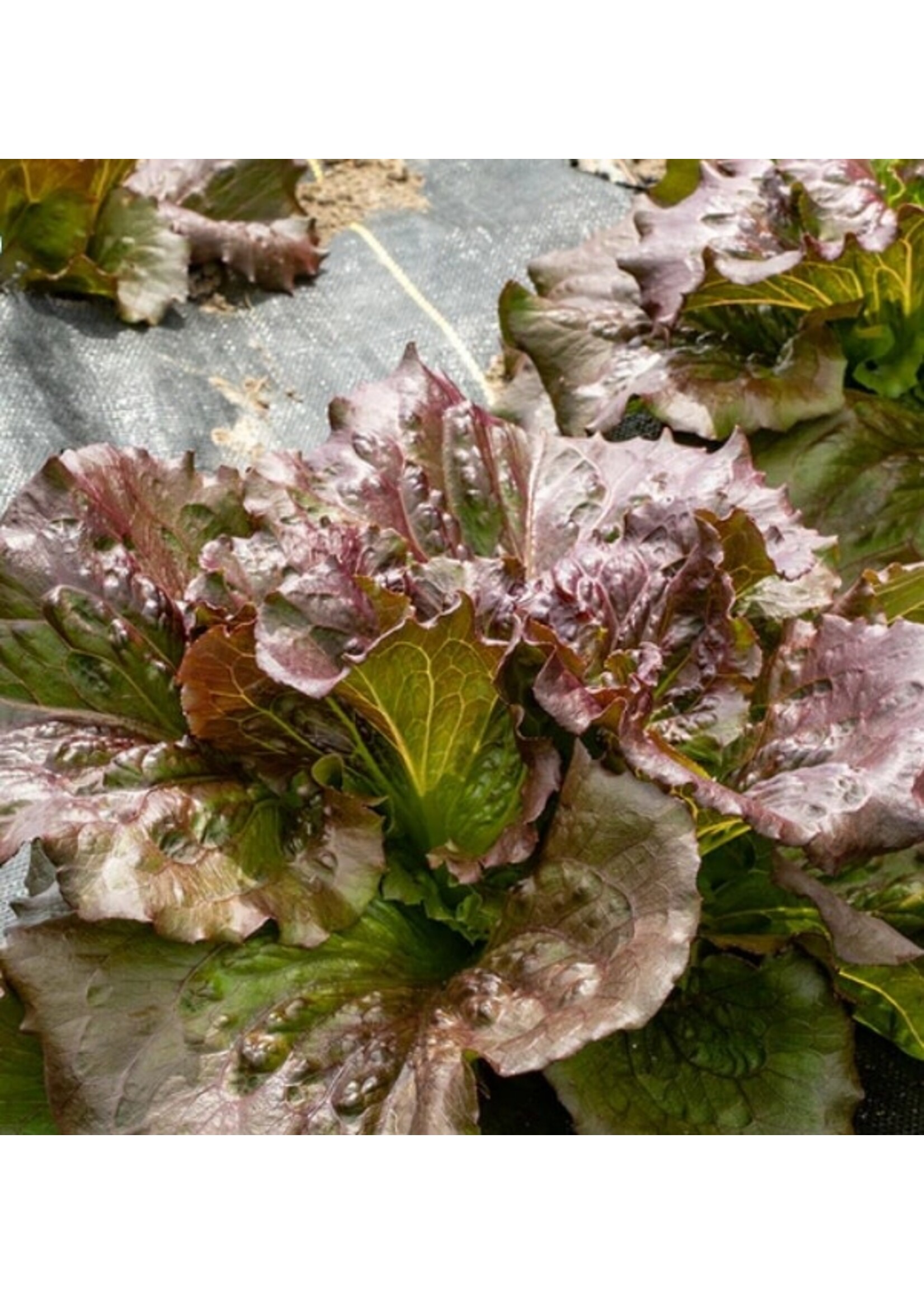 WestCoast Seeds Lettuce Red Iceberg