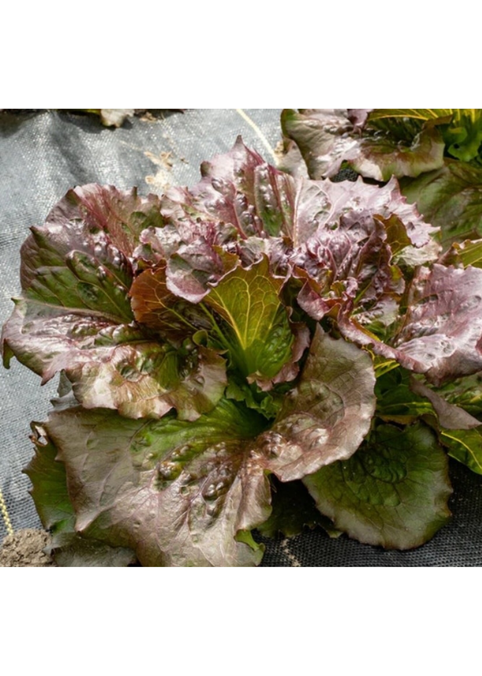 WestCoast Seeds Lettuce Red Iceberg