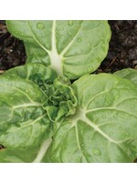 WestCoast Seeds Toy Choy Pac Choi