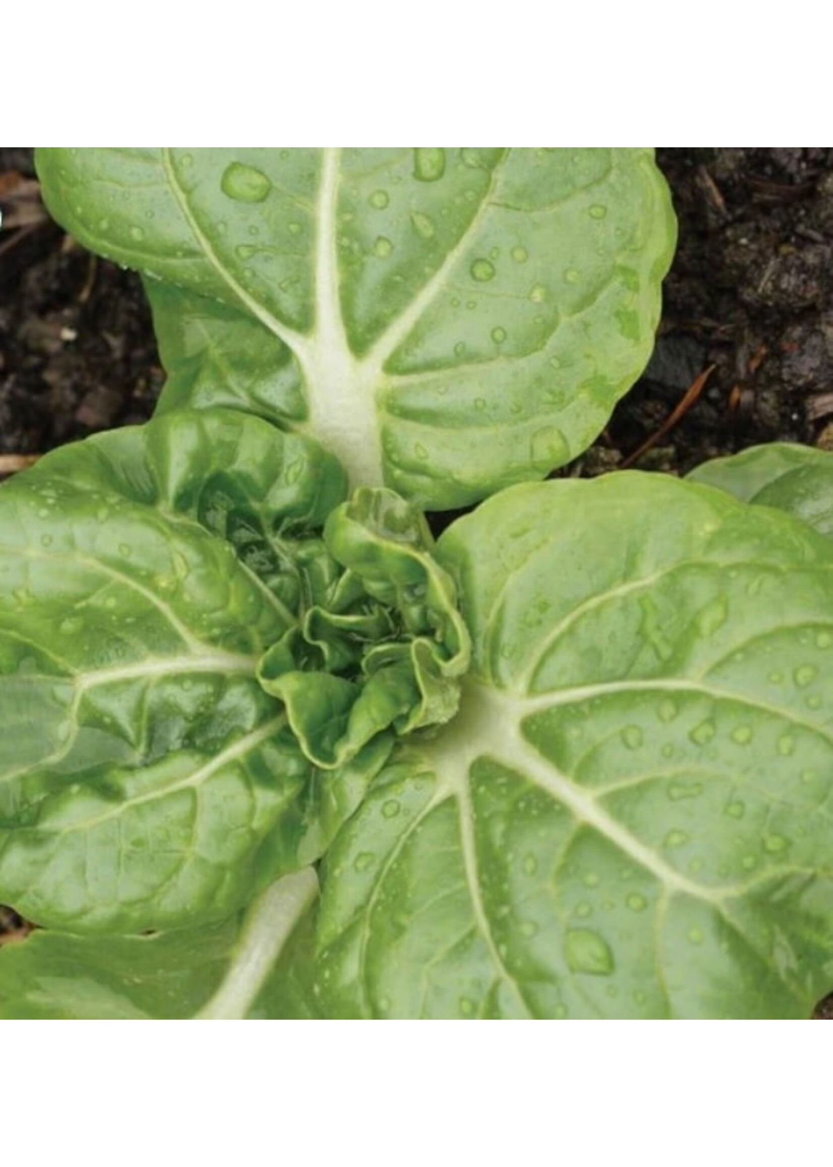WestCoast Seeds Toy Choy Pac Choi