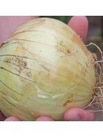 WestCoast Seeds Onion Ailsa Craig