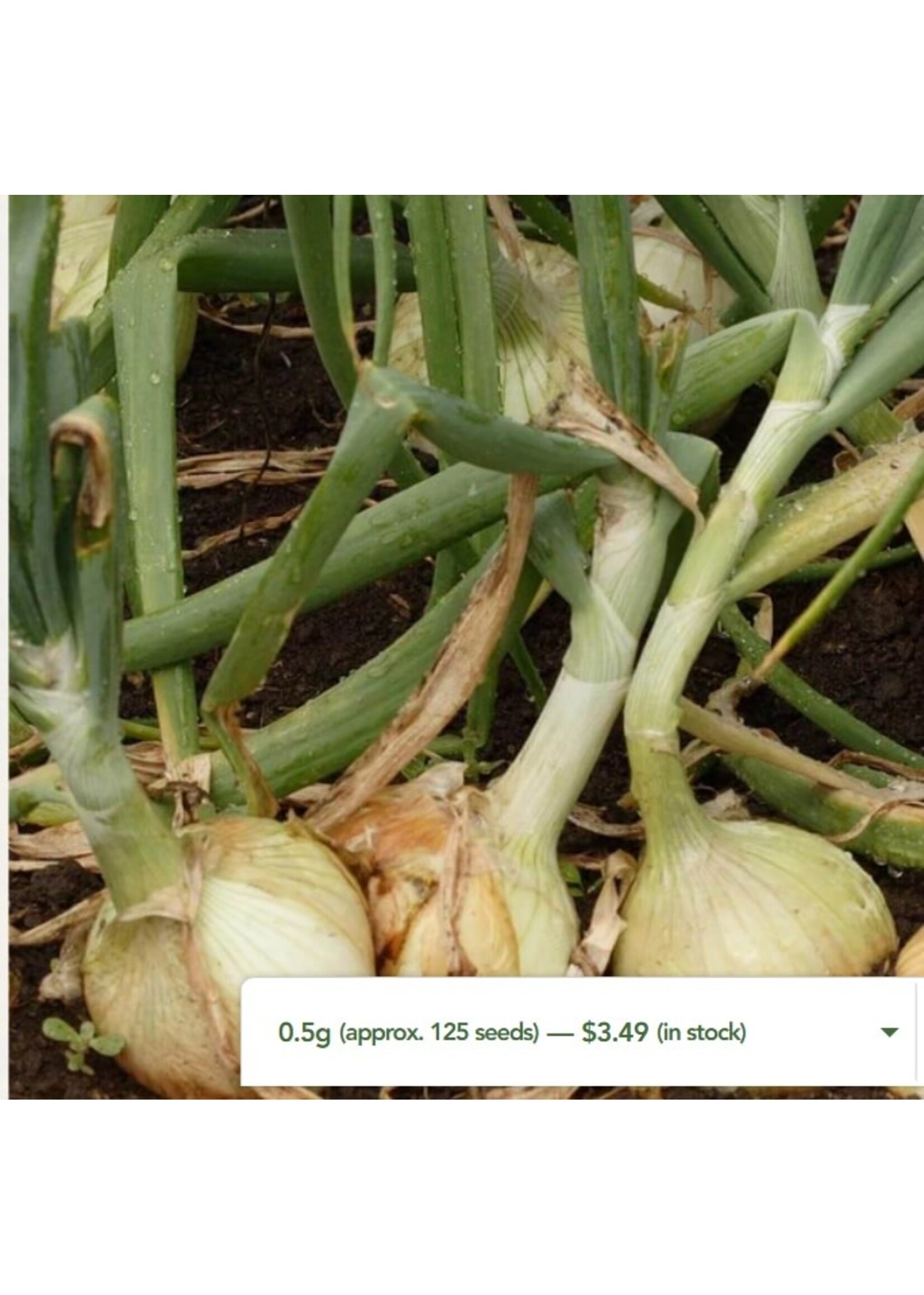 WestCoast Seeds Onion Ailsa Craig