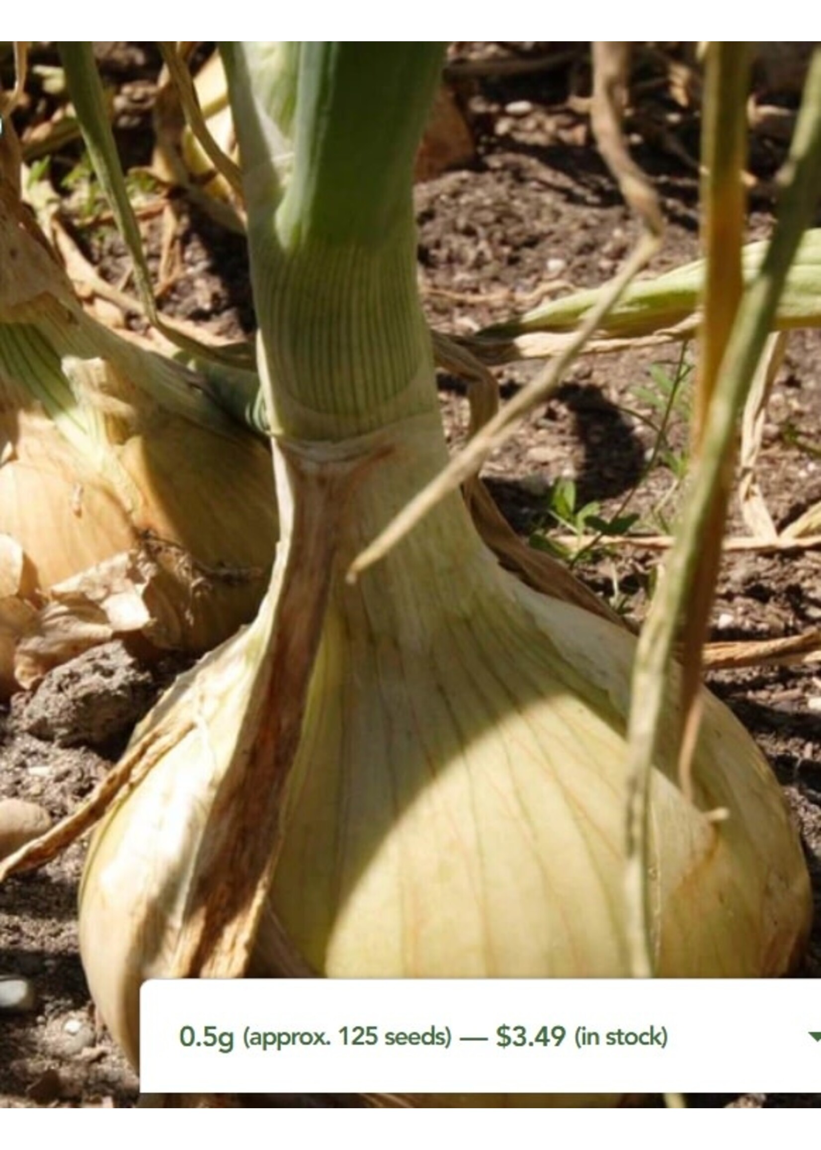WestCoast Seeds Onion Ailsa Craig