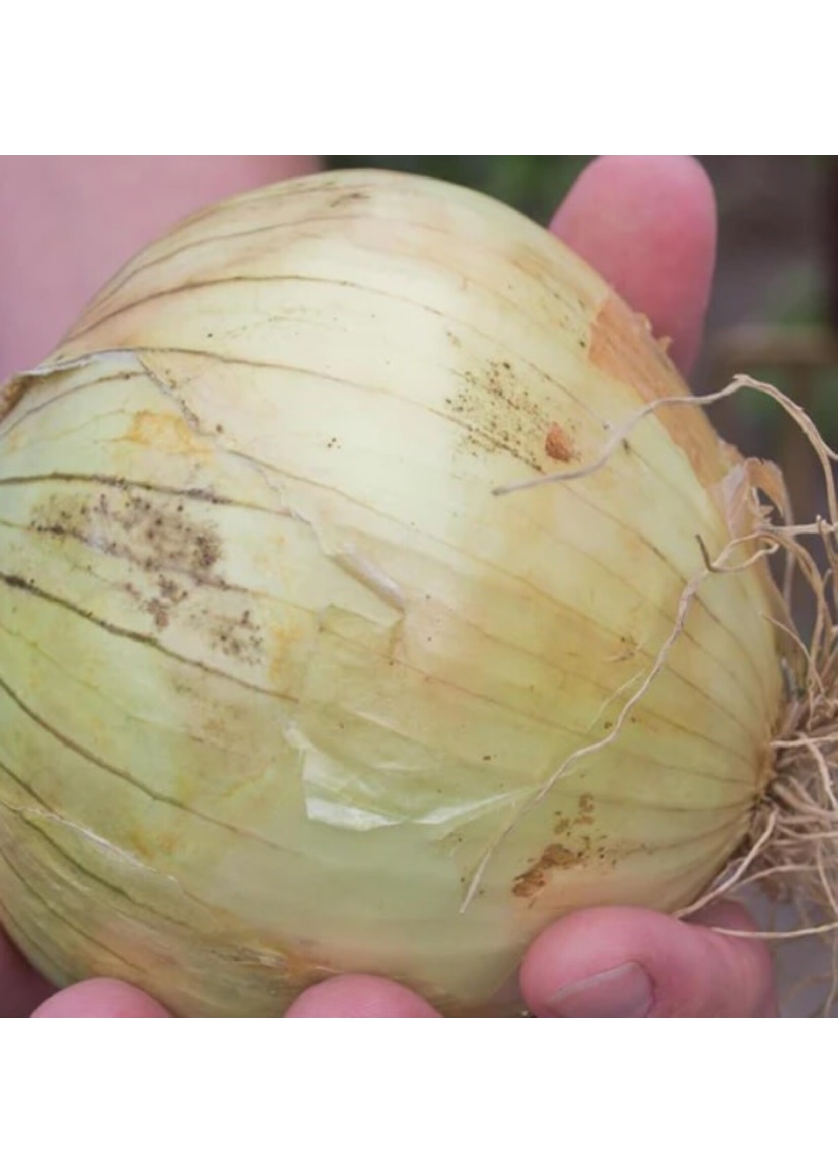 WestCoast Seeds Onion Ailsa Craig
