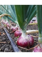WestCoast Seeds Onion Blush F1