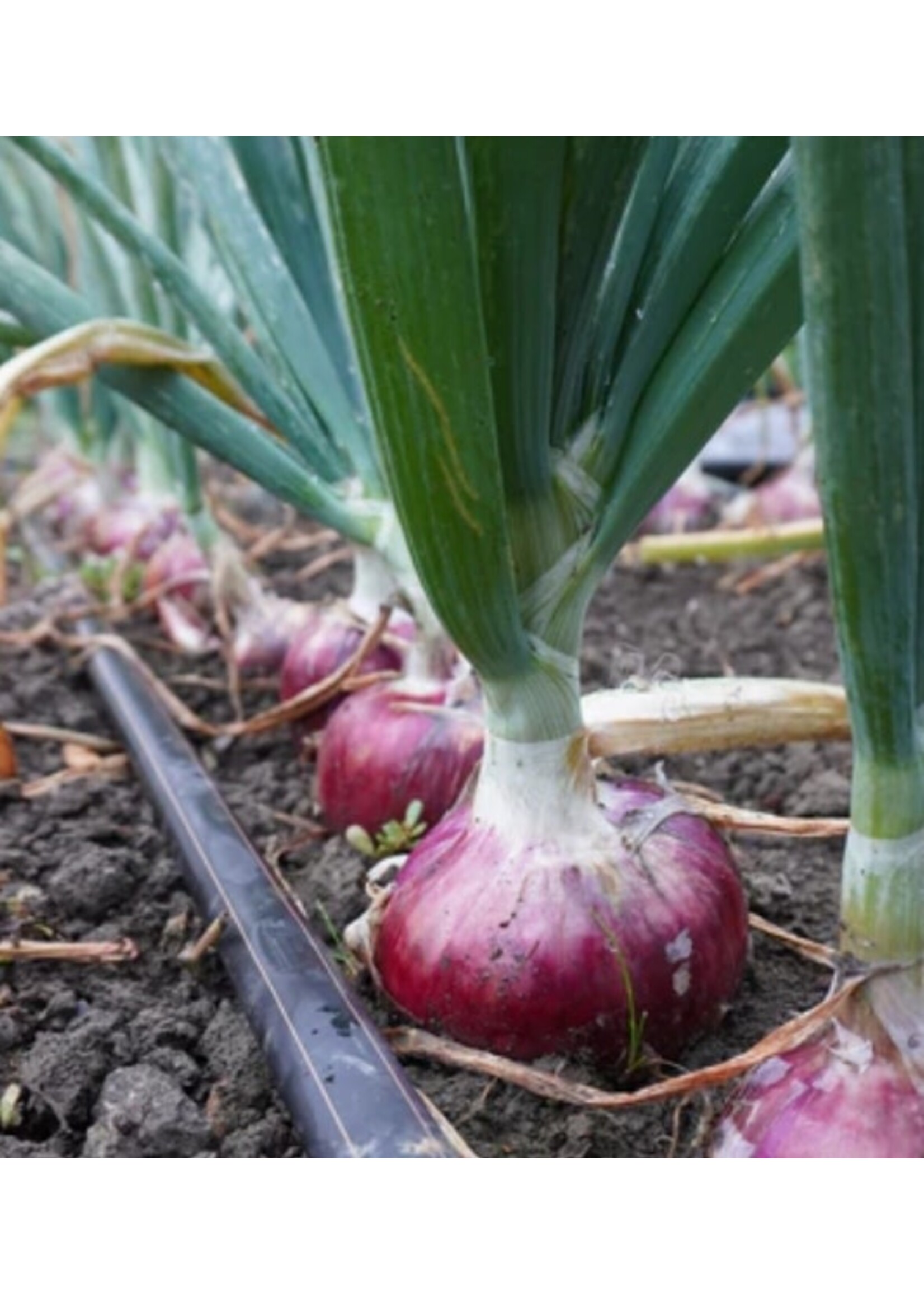 WestCoast Seeds Onion Blush F1
