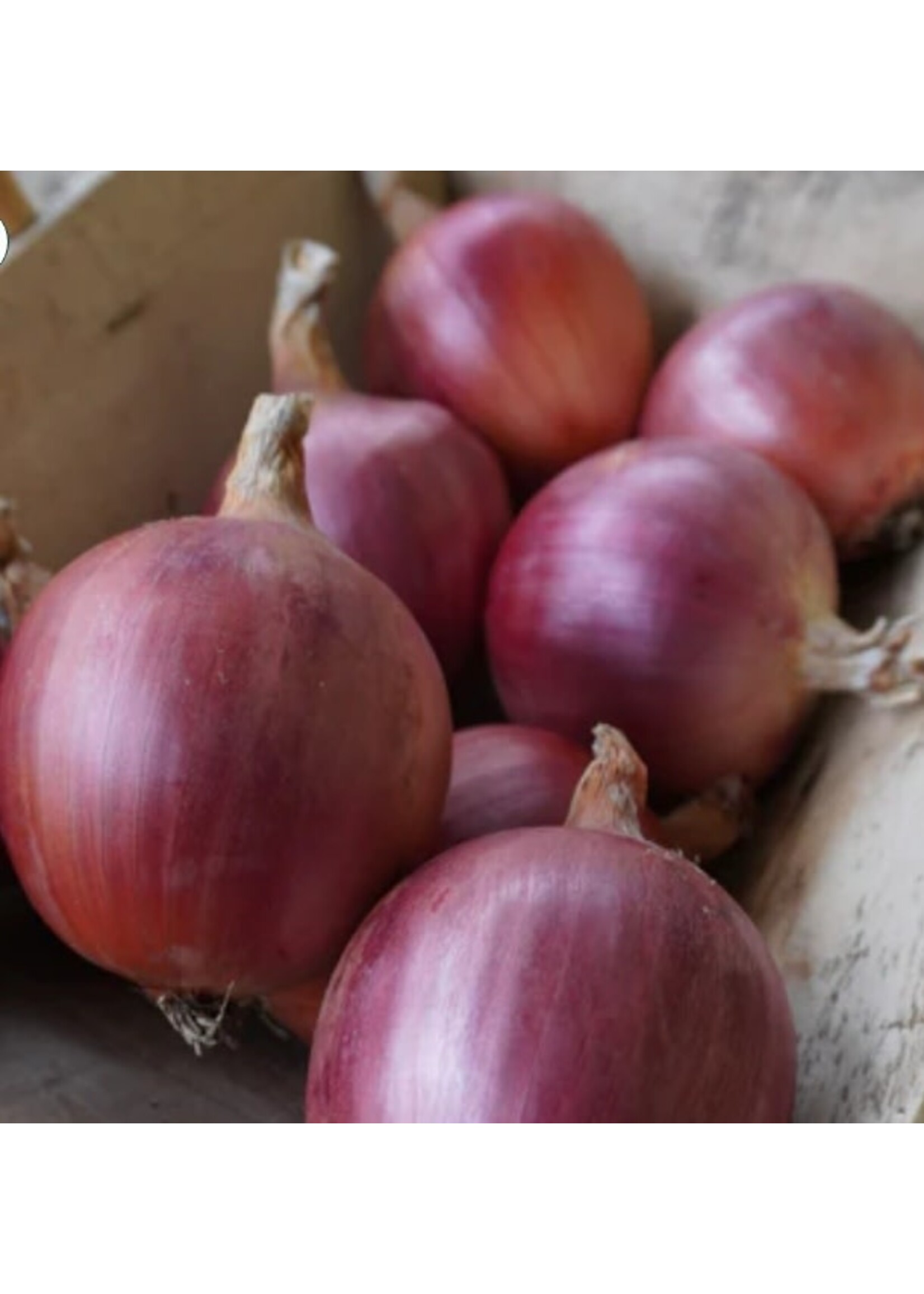 WestCoast Seeds Onion Blush F1