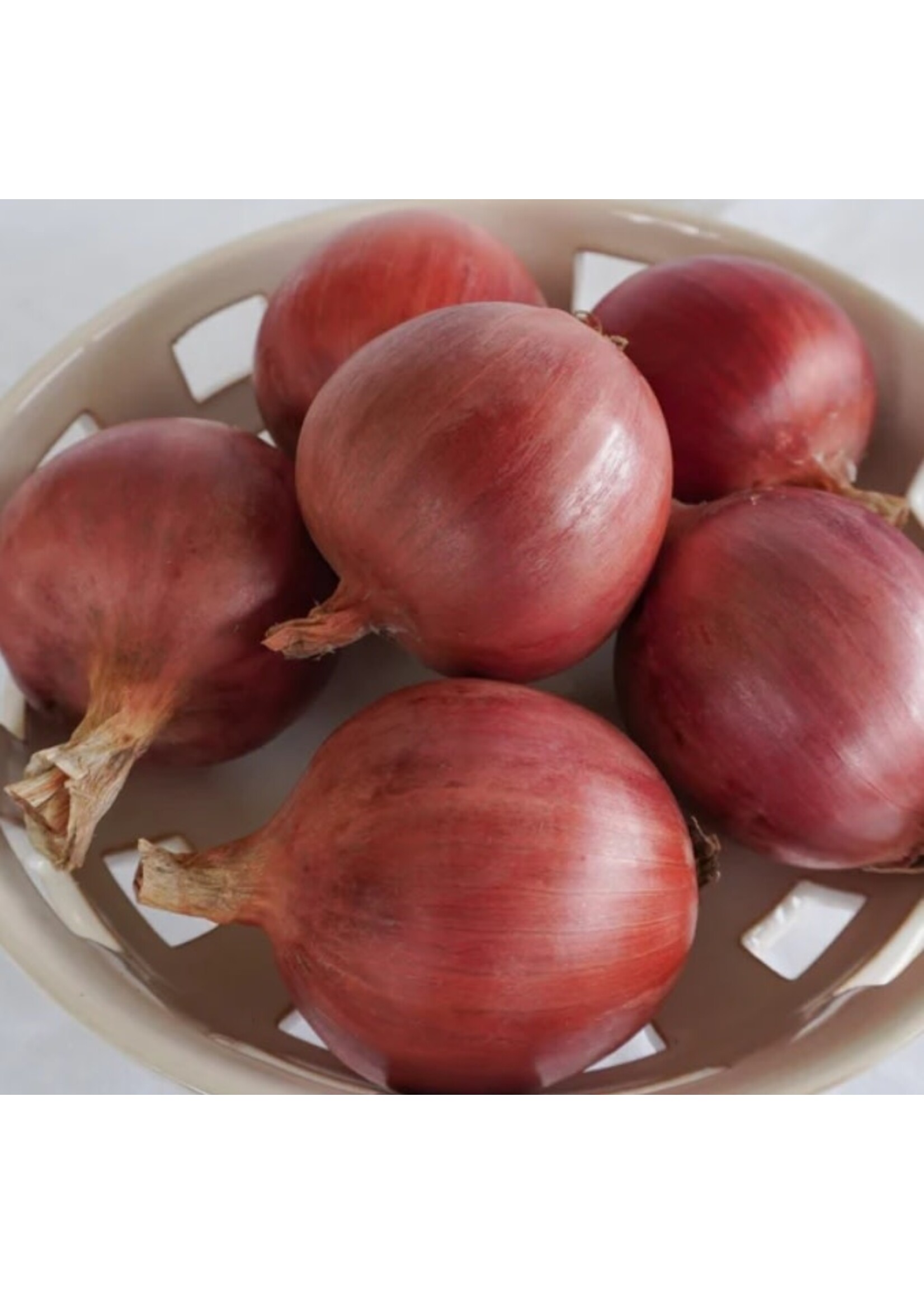 WestCoast Seeds Onion Blush F1