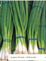 WestCoast Seeds Onion Ramrod Scallions