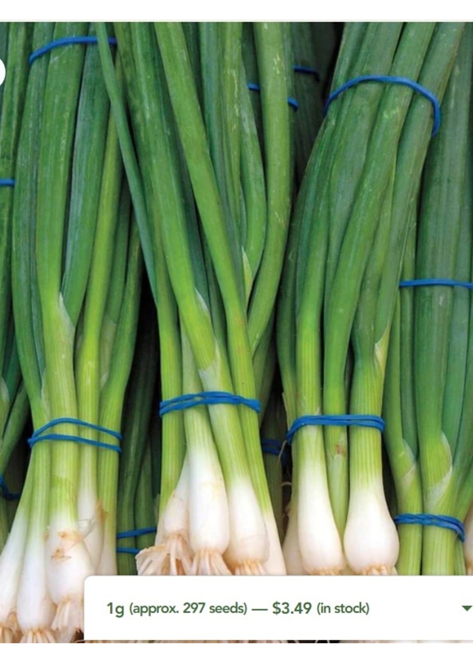 WestCoast Seeds Onion Ramrod Scallions