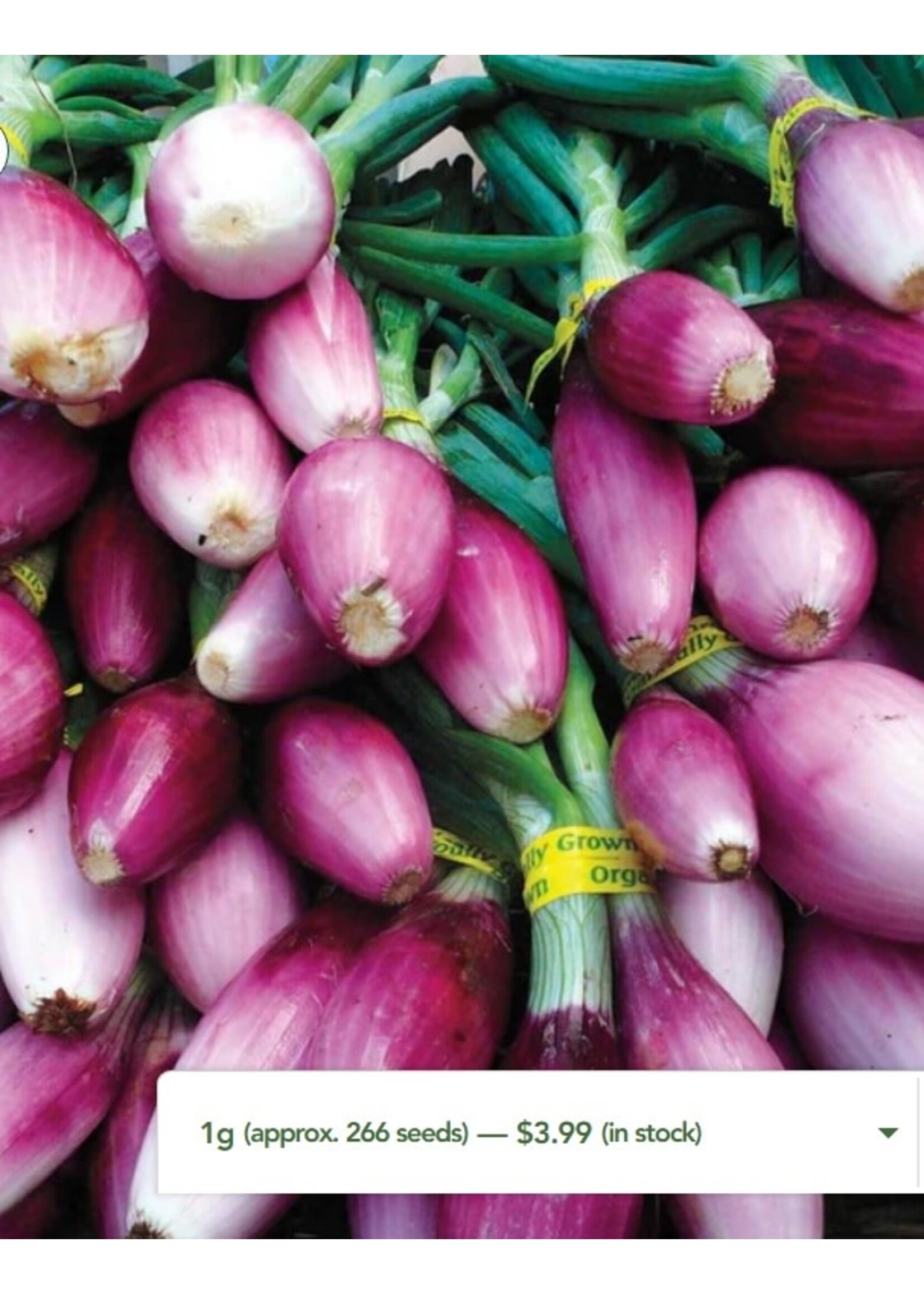 WestCoast Seeds Onion- Apache Bunching Onion