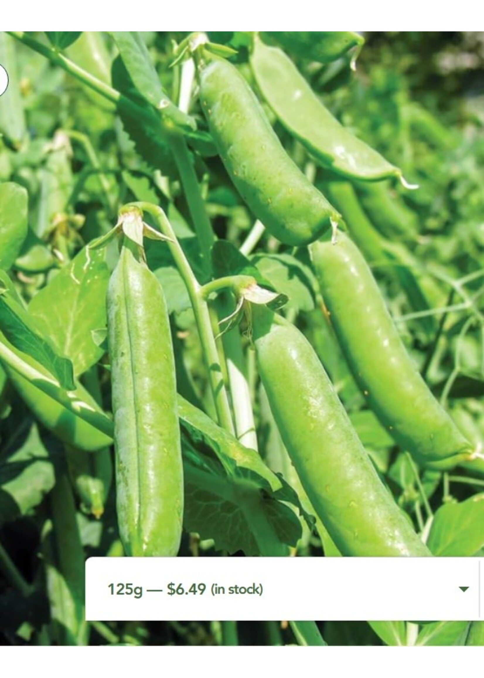 WestCoast Seeds Pea Bolero Shelling Pea
