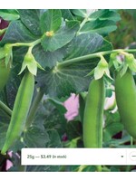 WestCoast Seeds Pea Little Marvel Shelling Pea