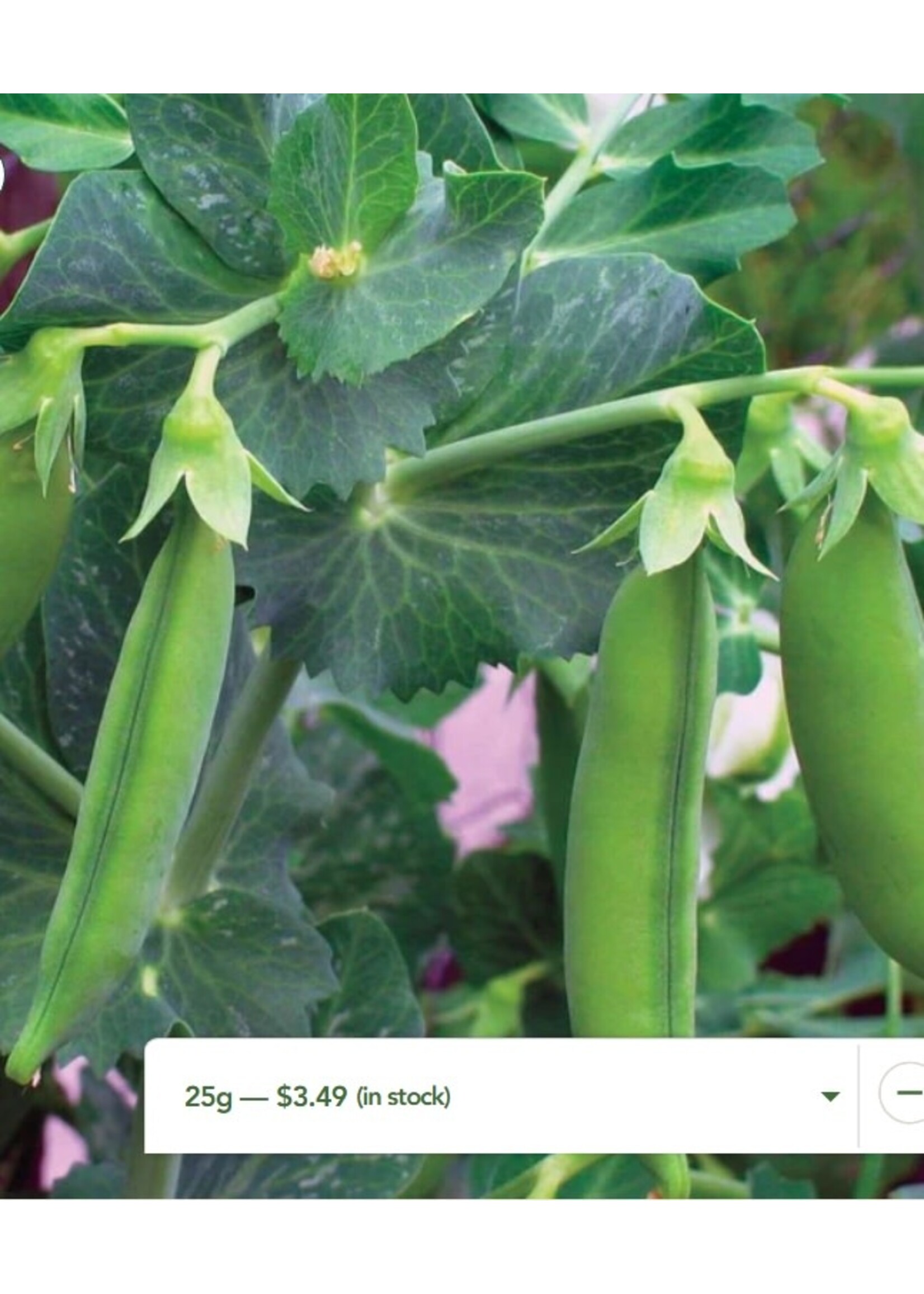 WestCoast Seeds Pea Little Marvel Shelling Pea