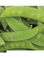 WestCoast Seeds Pea Mammoth Melting Sugar Snow Pea