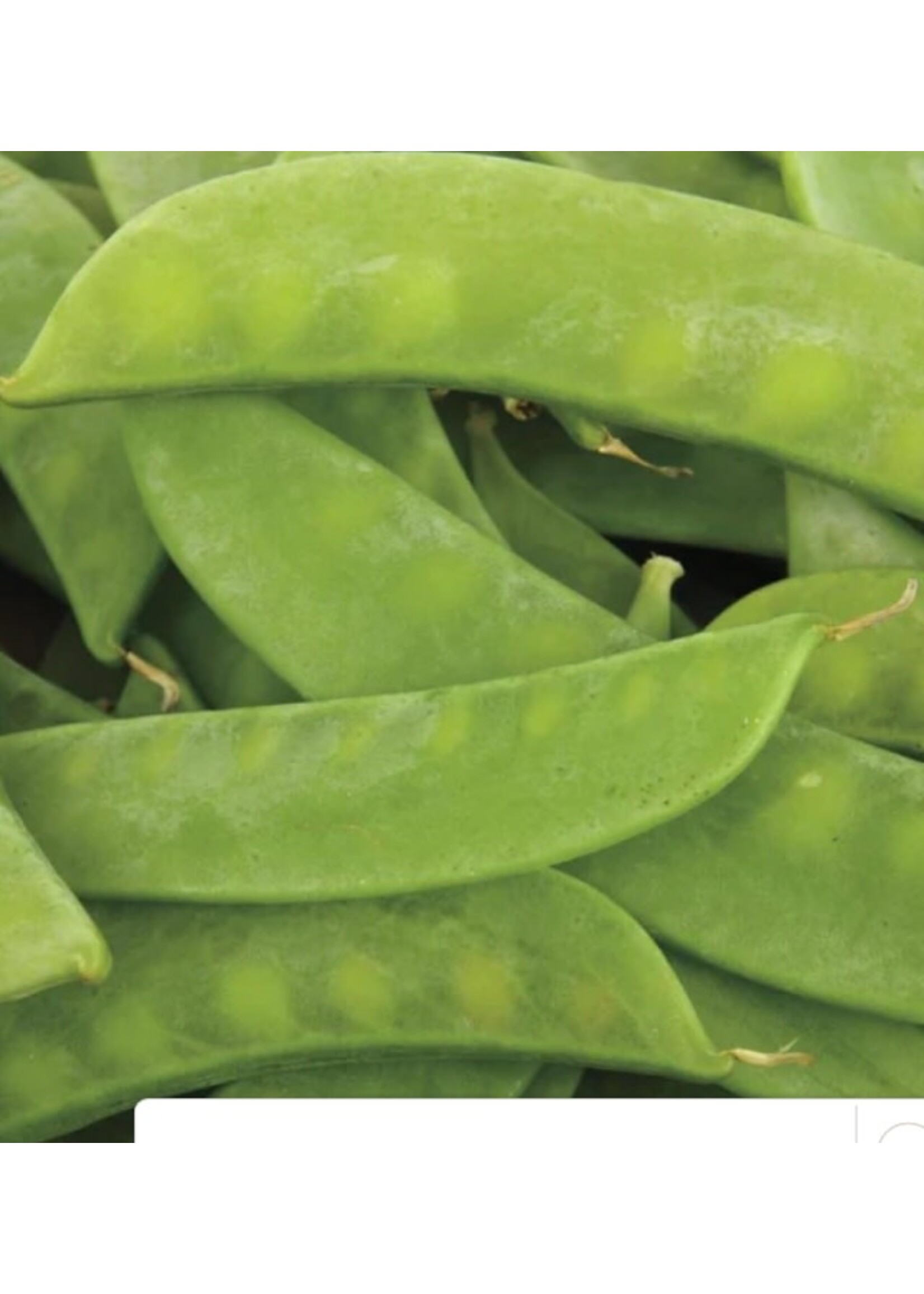 WestCoast Seeds Pea Mammoth Melting Sugar Snow Pea
