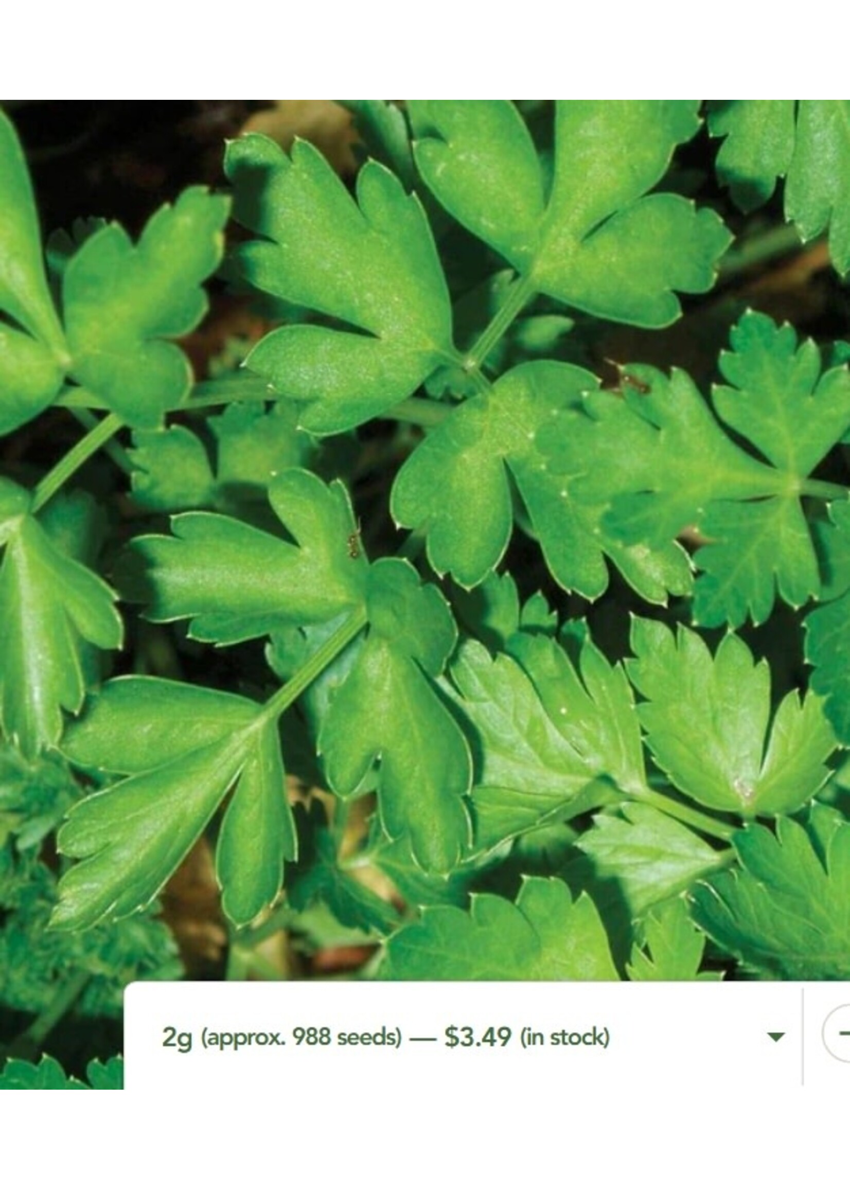 WestCoast Seeds Parsley Dark Green Italian