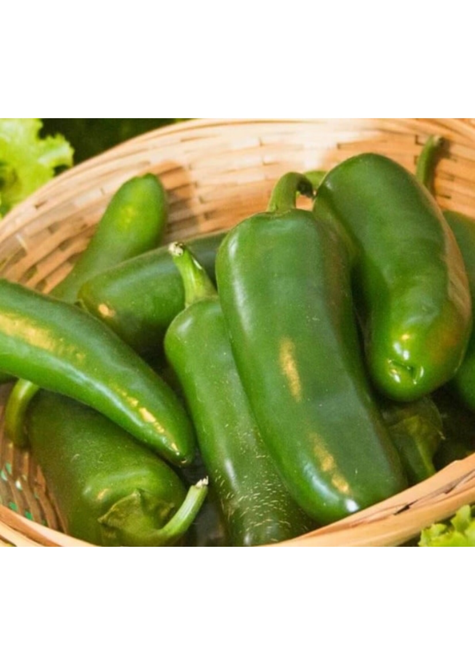 WestCoast Seeds Jalapeno M