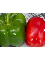 WestCoast Seeds Pepper California Wonder