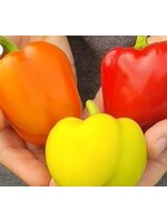 WestCoast Seeds Pepper Prism F1