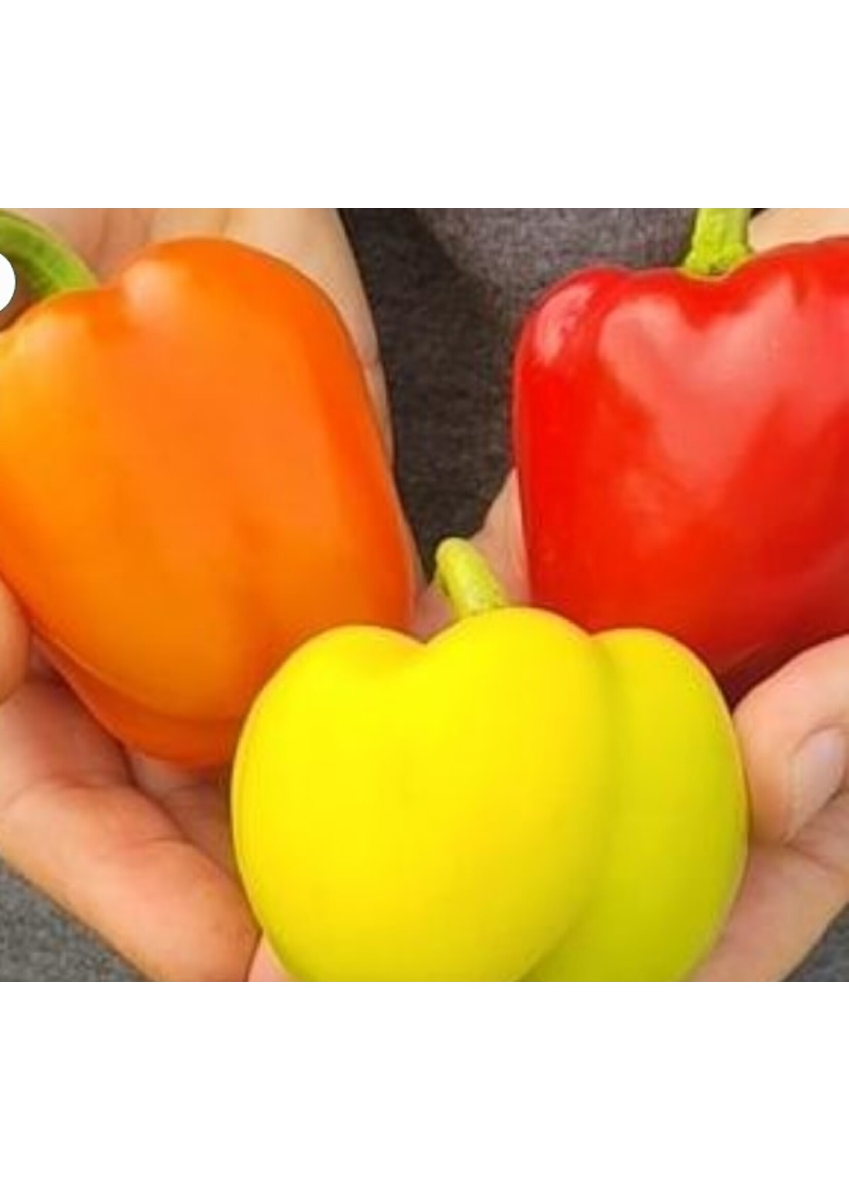 WestCoast Seeds Pepper Prism F1