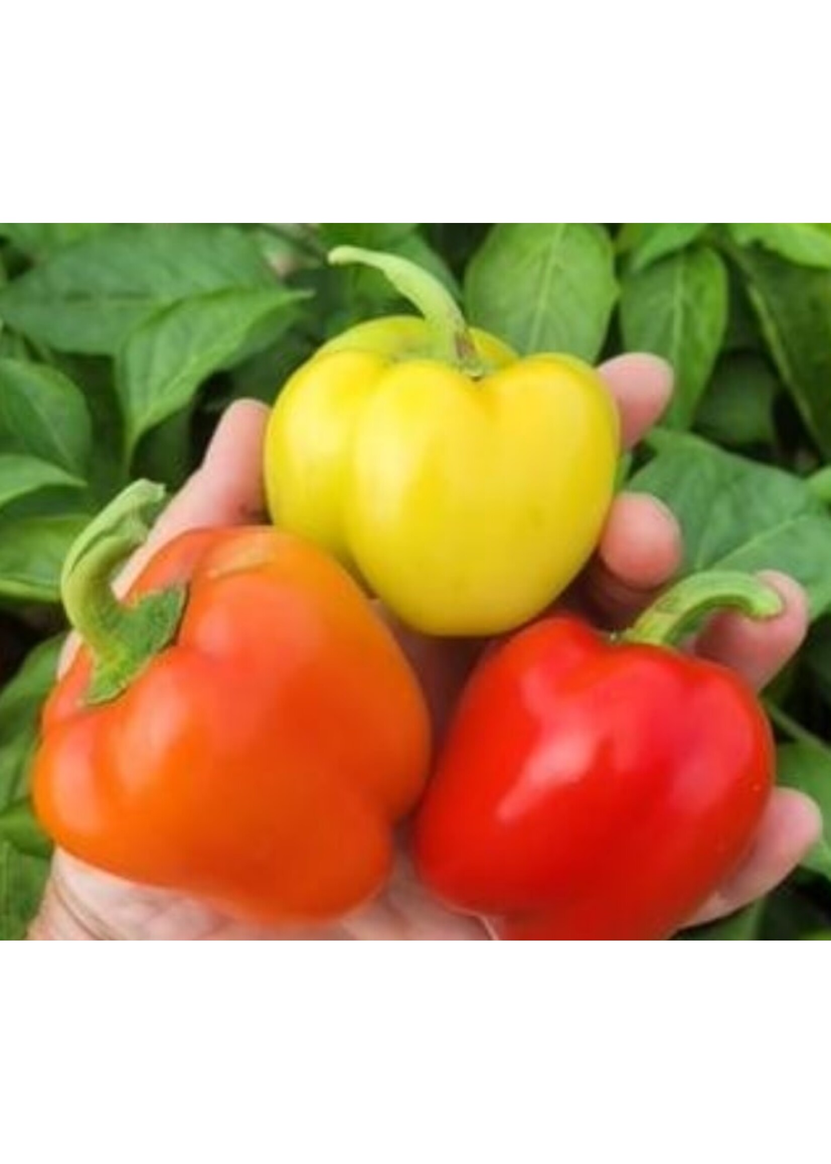 WestCoast Seeds Pepper Prism F1