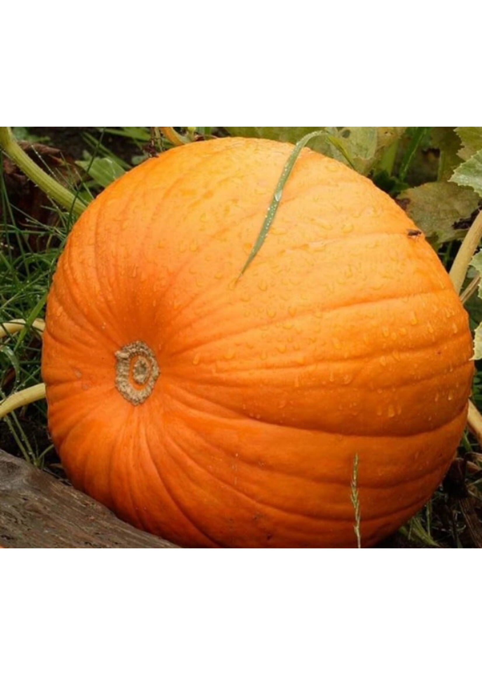 WestCoast Seeds Pumpkin Jack of All Trades