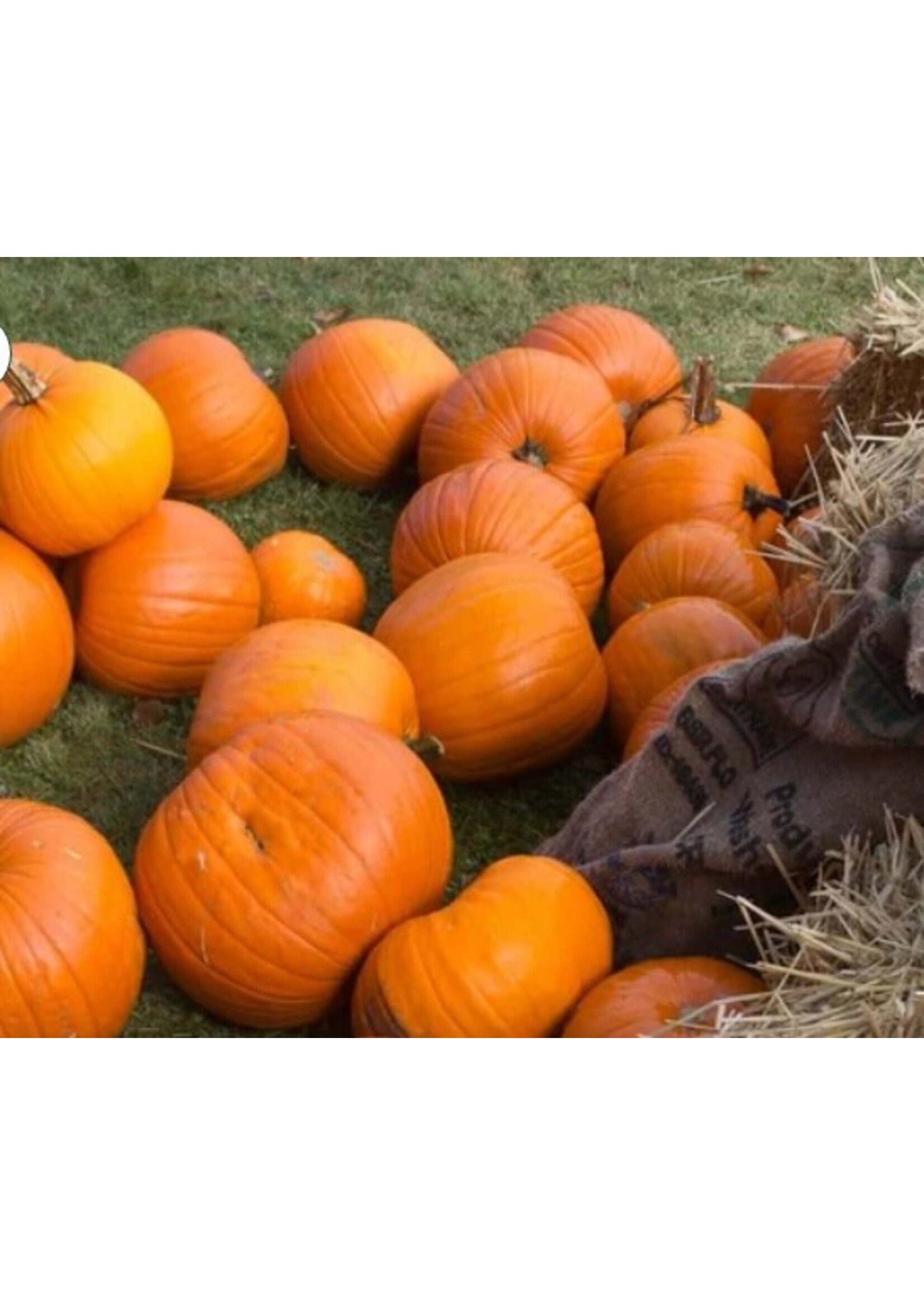 WestCoast Seeds Pumpkin Jack of All Trades