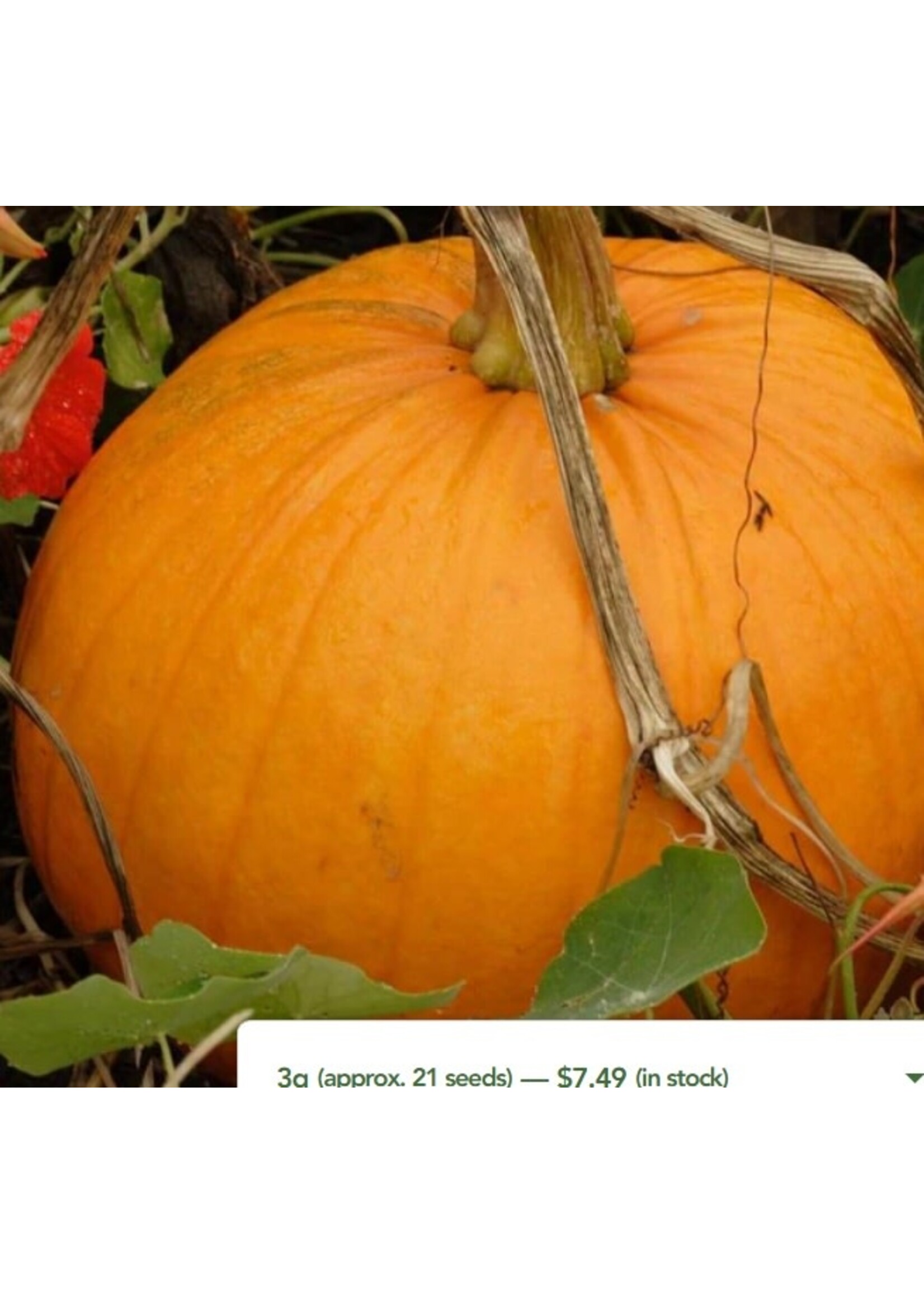 WestCoast Seeds Pumpkin Jack of All Trades