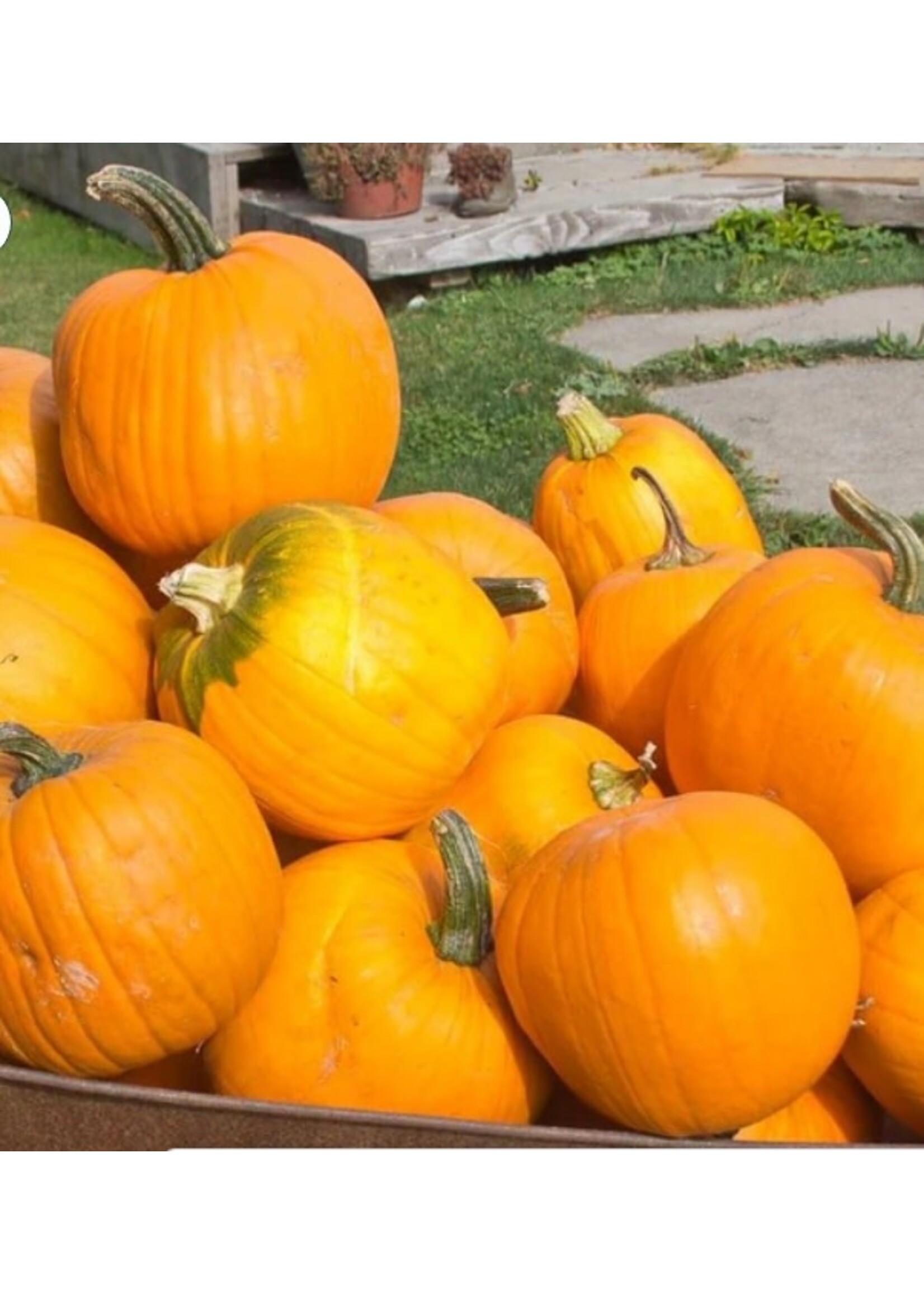 WestCoast Seeds Pumpkin Jack of All Trades