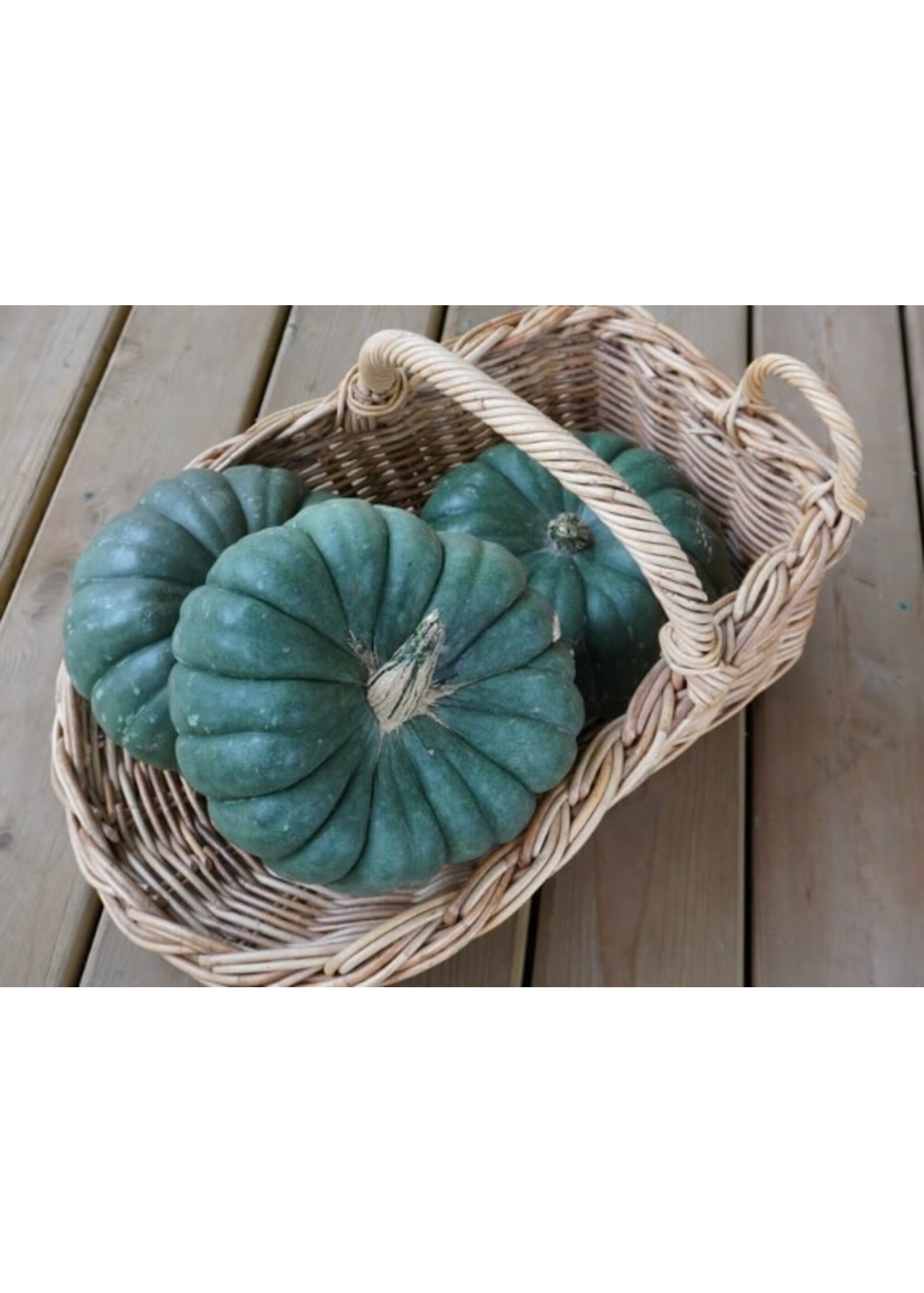 WestCoast Seeds Pumpkin Jade Knight F1