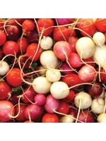 WestCoast Seeds Radish Easter Egg II