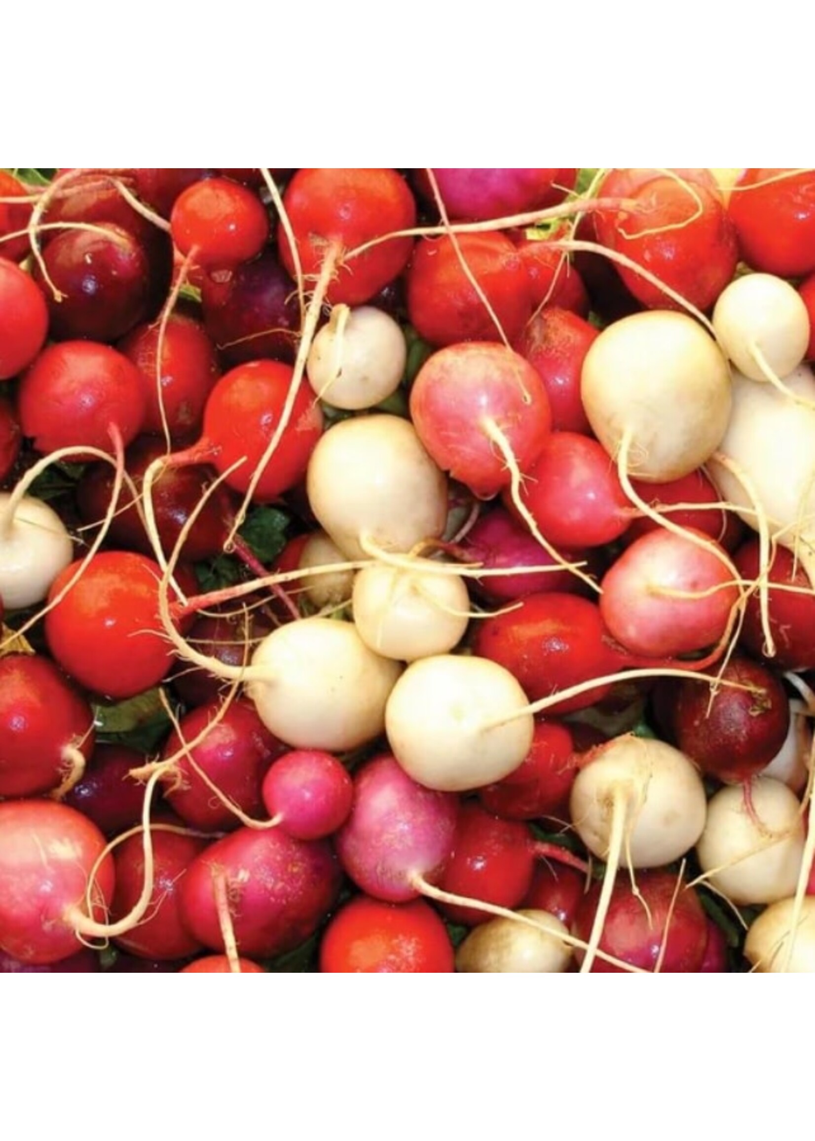 WestCoast Seeds Radish Easter Egg II