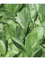 WestCoast Seeds Spinach Seaside