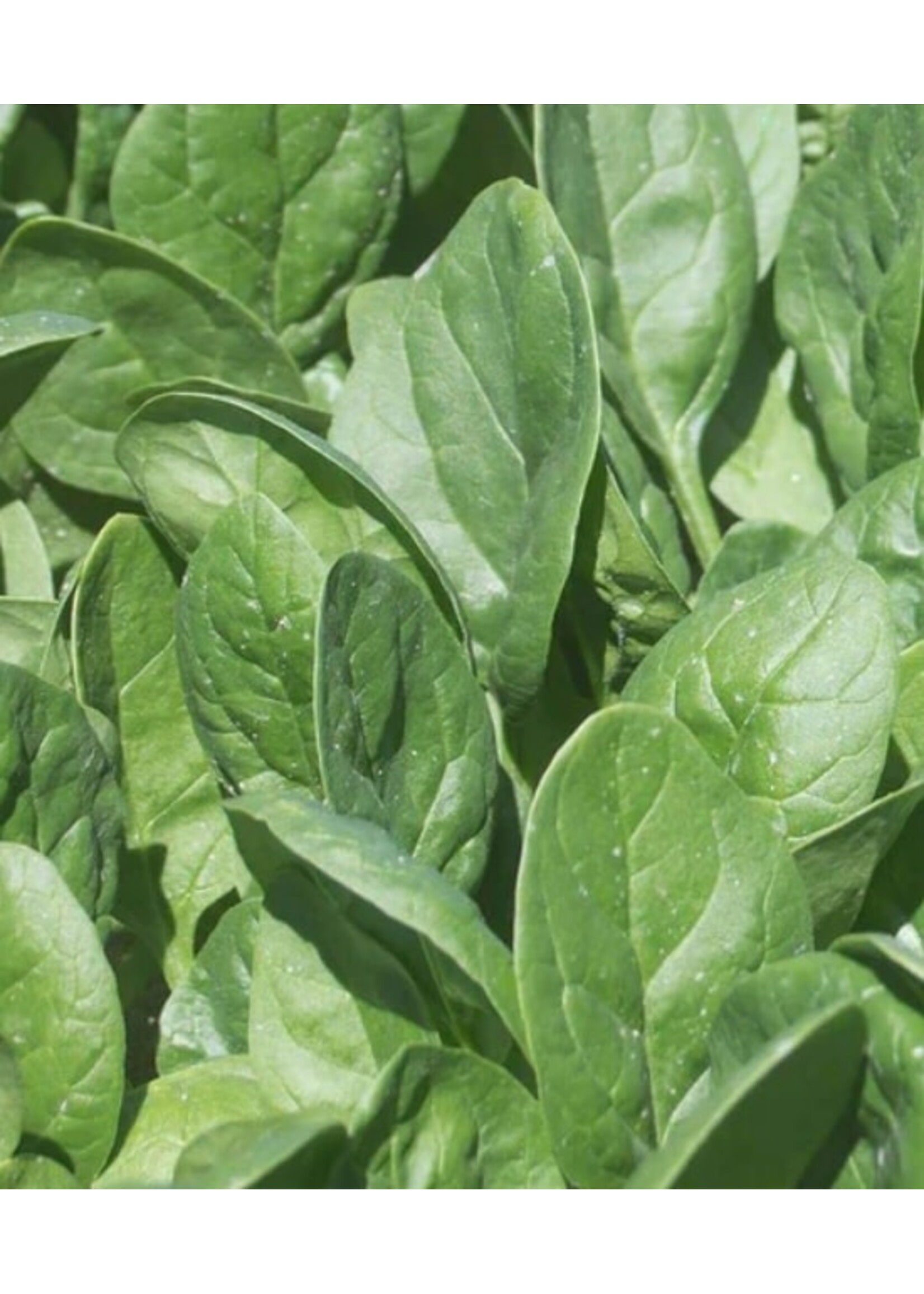 WestCoast Seeds Spinach Seaside