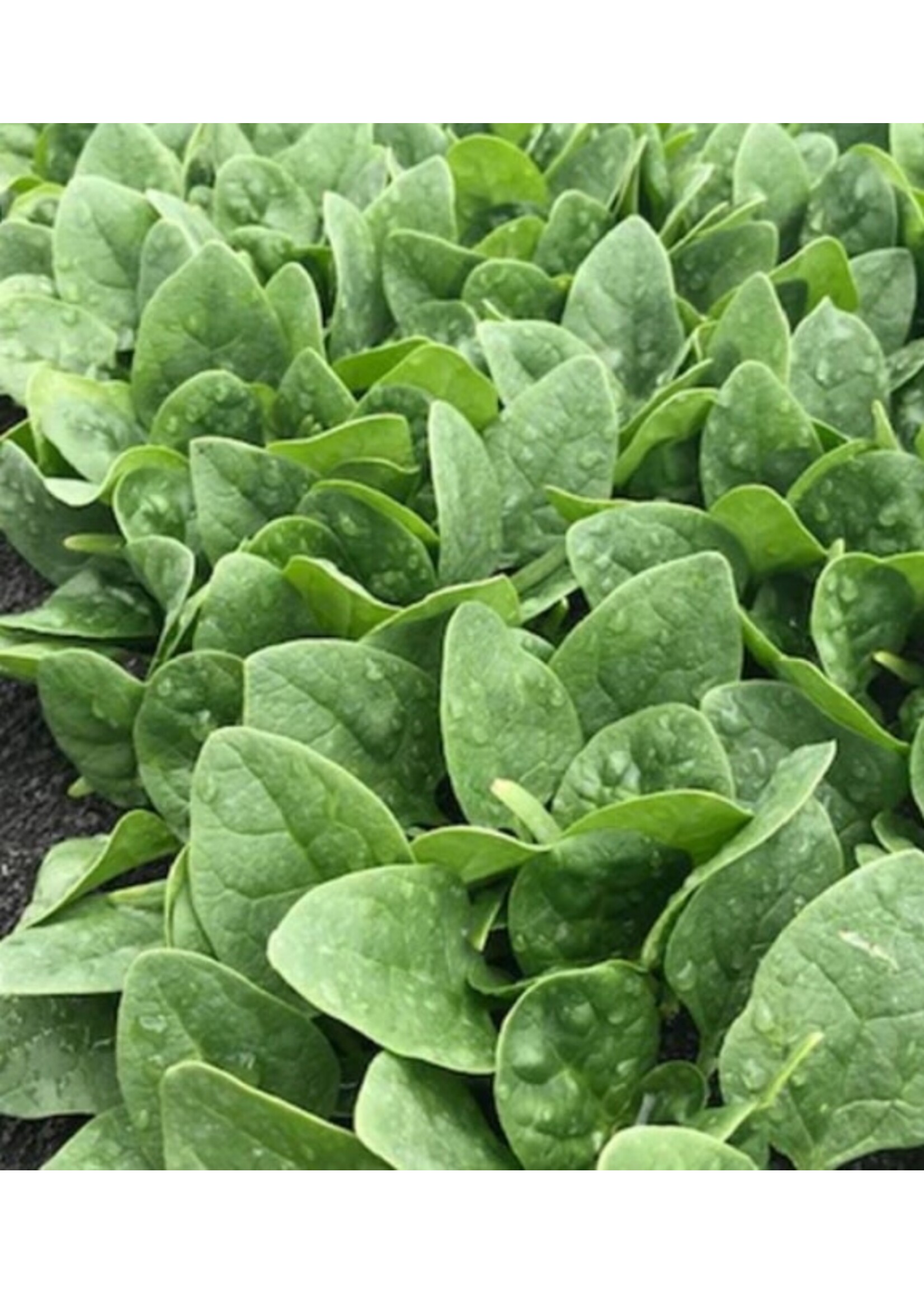 WestCoast Seeds Spinach Seaside