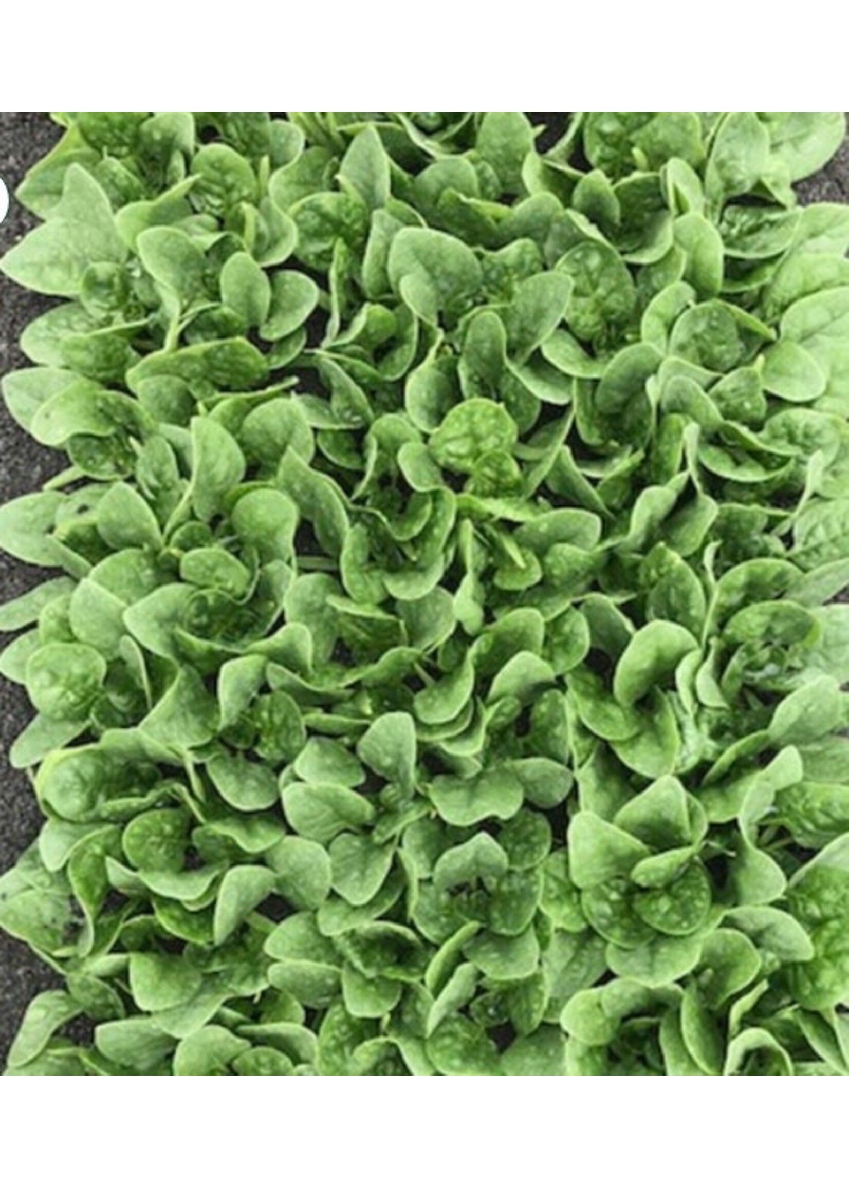 WestCoast Seeds Spinach Seaside