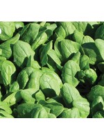 WestCoast Seeds Spinach Renegade Coated Organic
