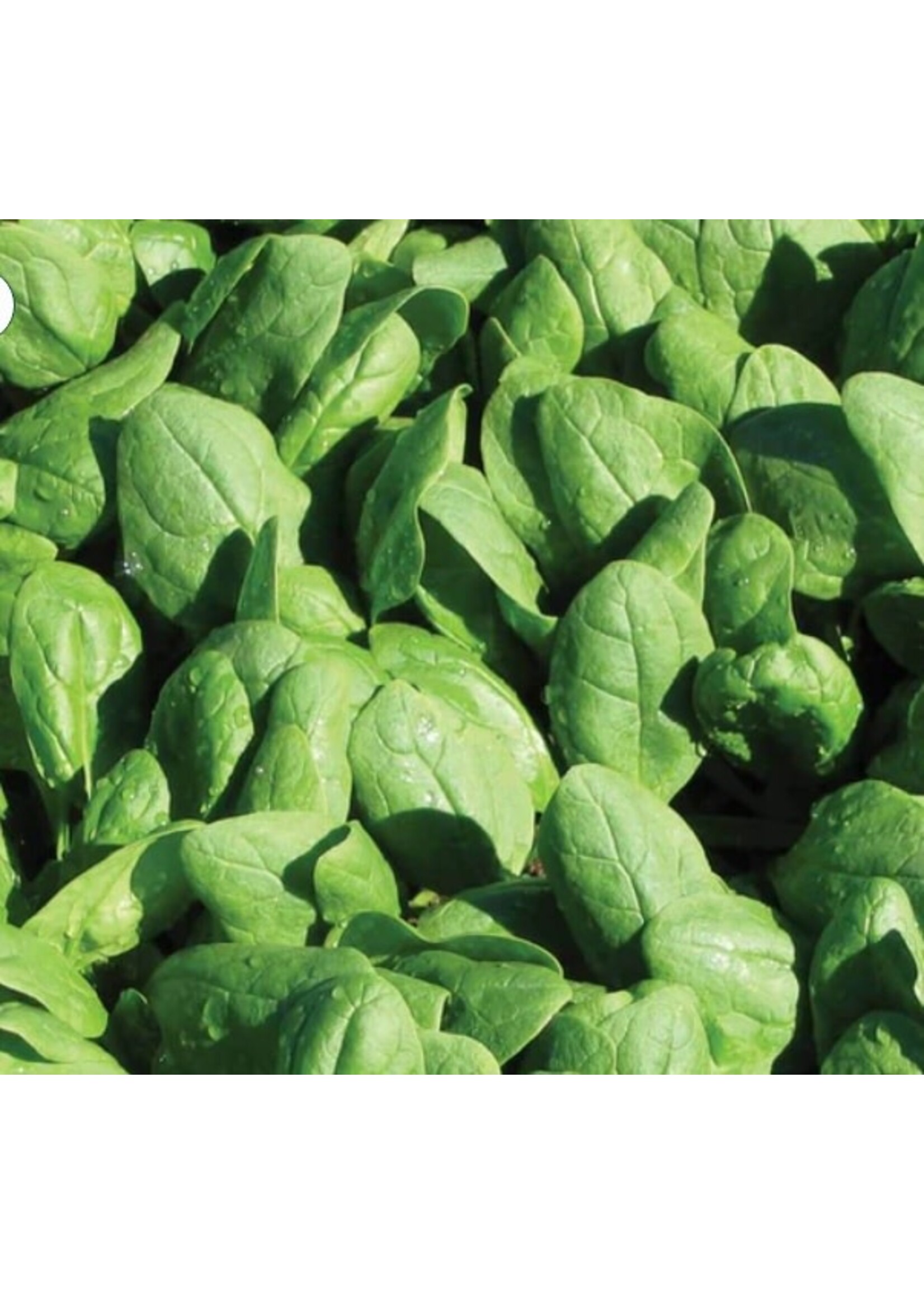 WestCoast Seeds Spinach Renegade Coated Organic