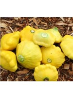 WestCoast Seeds Squash Sunburst