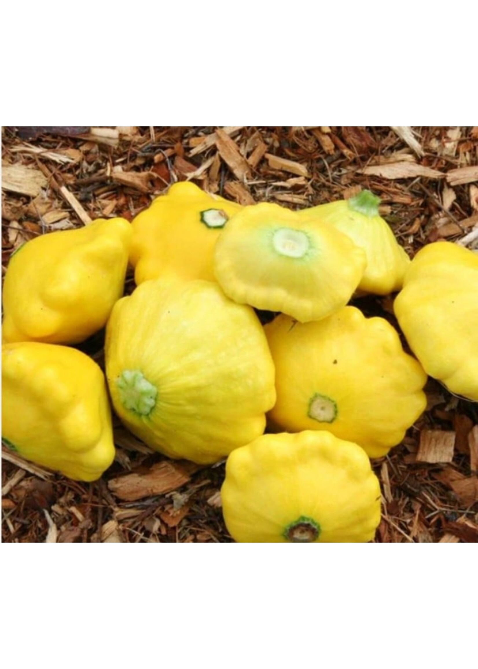 WestCoast Seeds Squash Sunburst