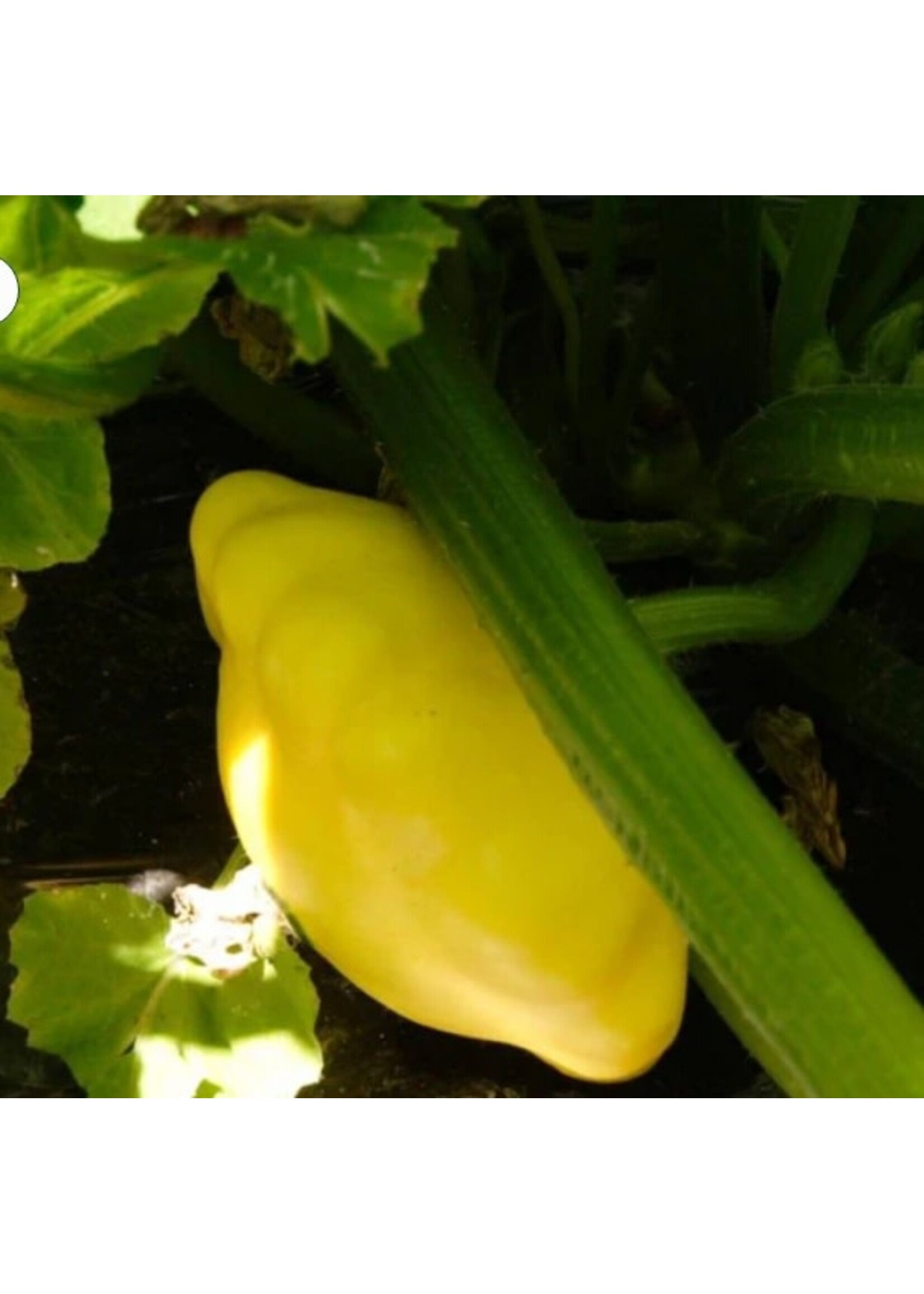 WestCoast Seeds Squash Sunburst