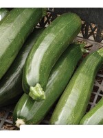 WestCoast Seeds Zucchini Black Beauty Summer Squash