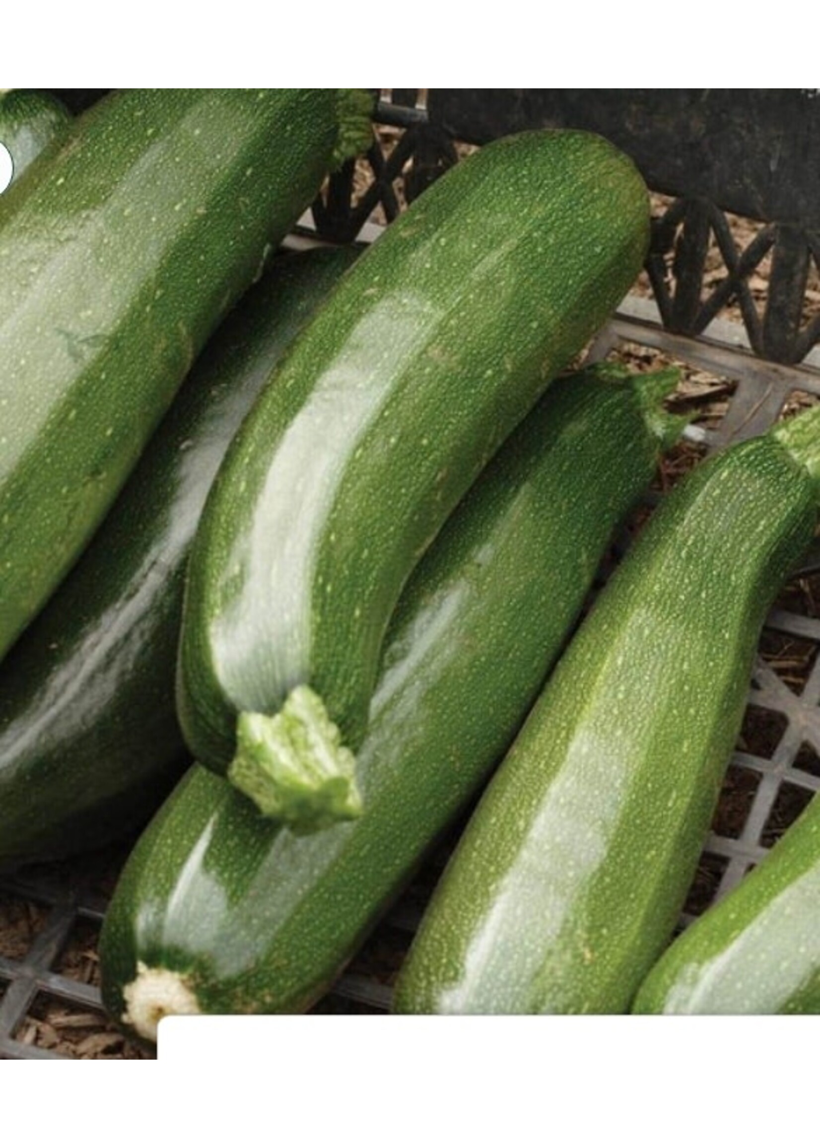 WestCoast Seeds Zucchini Black Beauty Summer Squash