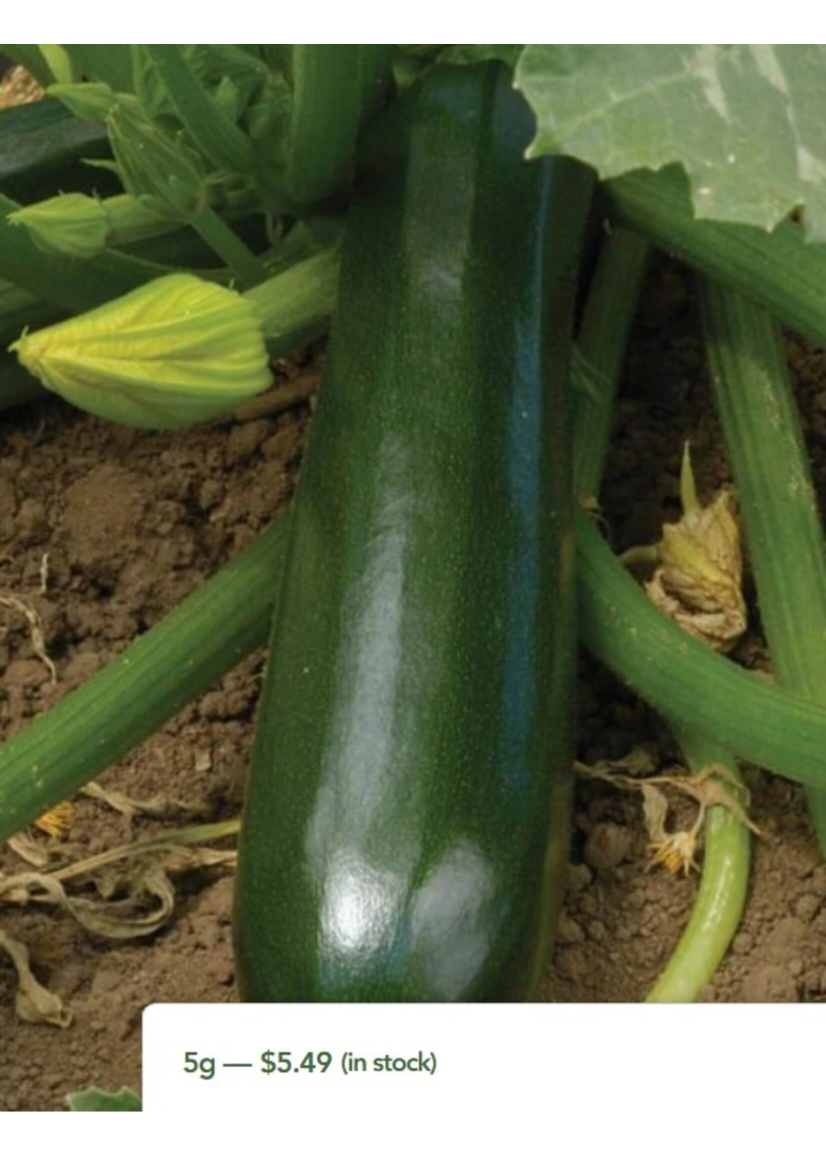 WestCoast Seeds Zucchini Black Beauty Summer Squash