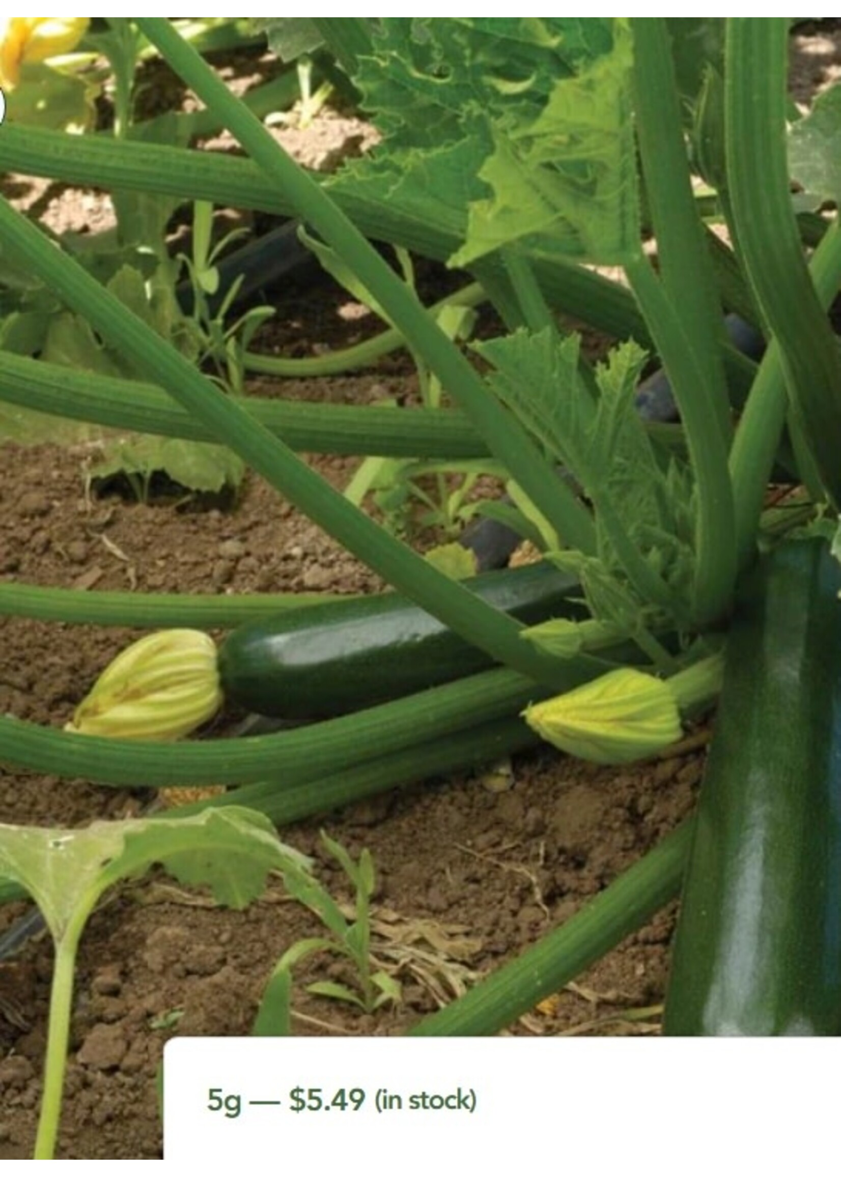 WestCoast Seeds Zucchini Black Beauty Summer Squash