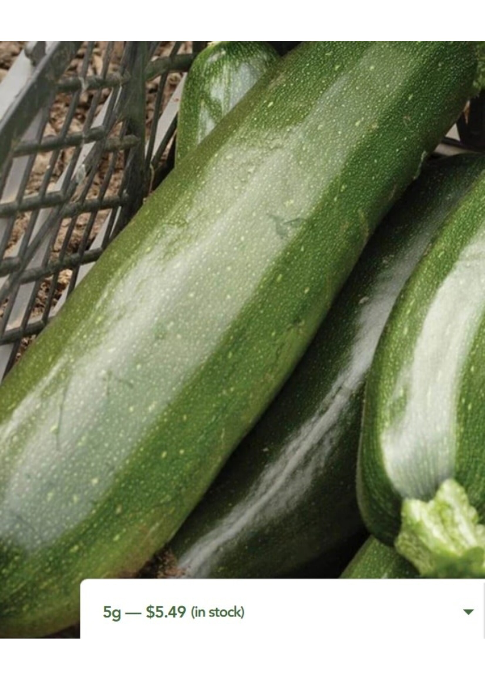 WestCoast Seeds Zucchini Black Beauty Summer Squash
