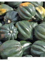 WestCoast Seeds Winter Squash Reno