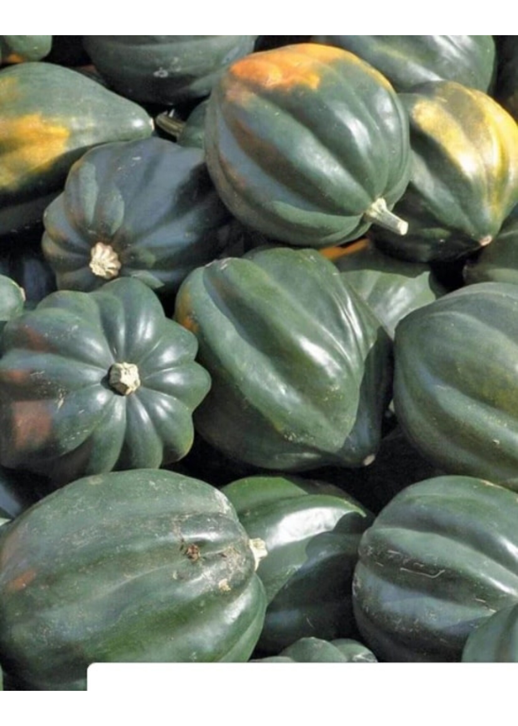 WestCoast Seeds Winter Squash Reno
